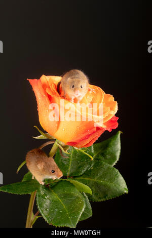 harvest mouse makes himself comfy on a rose Stock Photo