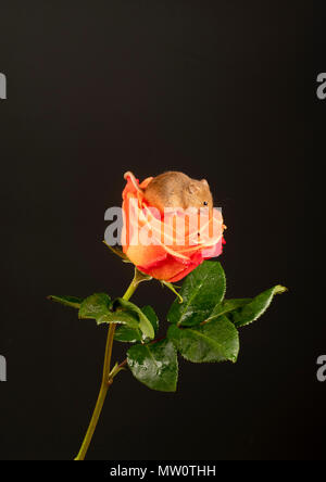 harvest mouse makes himself comfy on a rose Stock Photo