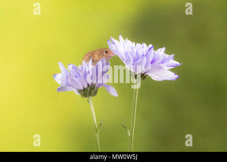 Harvest mice on a lilac chrysanthemum in s tudio setting Stock Photo