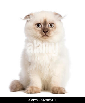 Highland fold kitten sitting against white background Stock Photo