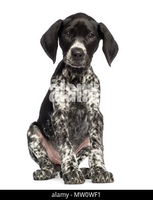 German Shorthaired Pointer, 10 weeks old, sitting against white background Stock Photo