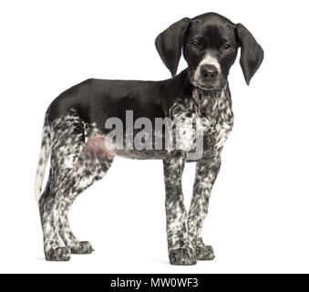 German Shorthaired Pointer, 10 weeks old, sitting against white background Stock Photo