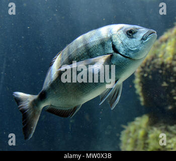Grouper fish in the aquarium Stock Photo