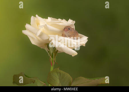 havest mouse on a white rose in a studio background Stock Photo