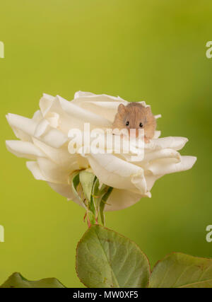 harvest mouse makes himself comfy on a rose Stock Photo
