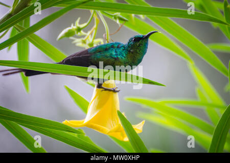 Colorful tiny humming bird sitting on yellow blossom in green bush, Senegal, Africa. Stock Photo