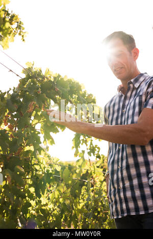 Young man and vines in the sunlight wearing his checkered blue and white shirt with the bright sun behind him Stock Photo