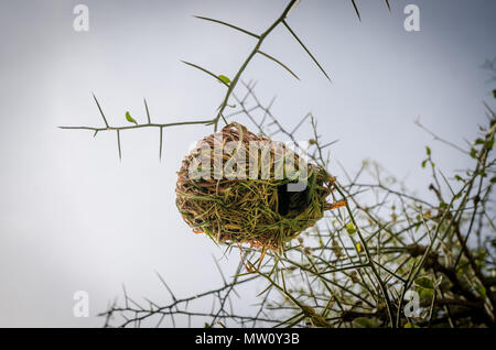 Elaborate African weaver bird nest hanging from thorny tree in Senegal, Africa. Stock Photo