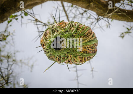 Elaborate African weaver bird nest hanging from thorny tree in Senegal, Africa. Stock Photo