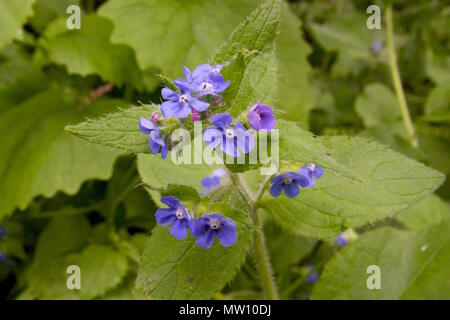Pentaglottis sempervirens, the green alkanet, evergreen bugloss or alkanet, is a bristly, perennial plant native to Western Europe Stock Photo