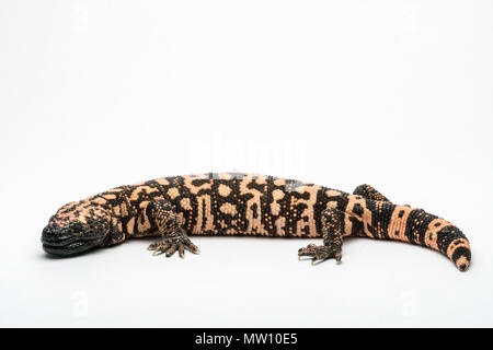 Gila Monster, Isolated on White Background Paper Stock Photo