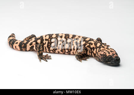 Gila Monster Isolated on White Paper Background Stock Photo