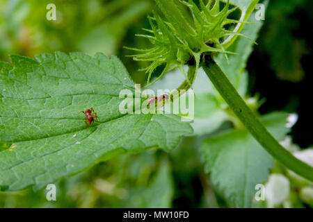 Close up of two red ants on a green leaf Stock Photo