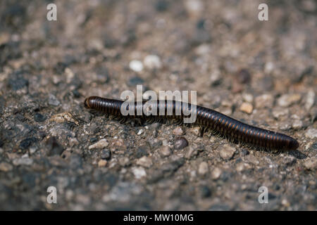 Black Centipede on the road in Italy Stock Photo