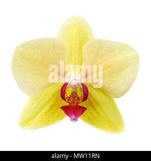 Flower of orchid yellow color isolated on white background Stock Photo