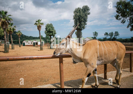 Antelope in Fasano apulia safari zoo Italy Stock Photo
