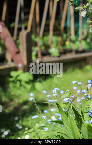 Forget-me-nots in the spring sunshine in a country garden. In the background, runner bean seedlings climb up a bamboo frame in a raised bed of wooden beams. Stock Photo