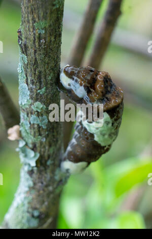 An Eastern Giant Swallowtail Butterfly Caterpillar (Papilio cresphontes) beginning to pupate on a navel orange tree, Florida, USA Stock Photo