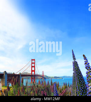 Famous red suspension Golden Gate Bridge in San Francisco, USA, on sunny day with Pride of Madeira flowers on foreground. The landmark is a must visit