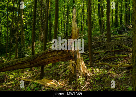 Through a storm overturned tree in the forest, Velbert, Germany Stock Photo