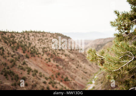 Close up on branches of a pine tree with a valley in the backgrouns. Stock Photo