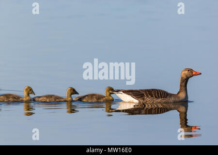 Greylag geese swimming with their young birds Stock Photo