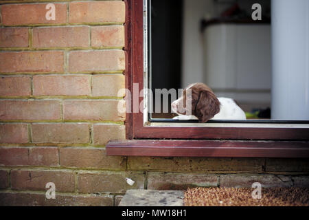 A 10 week old English springer spaniel puppy lays by side door of house keeping watch. Stock Photo