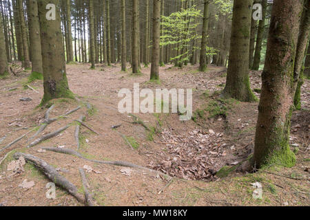 Bois Jacques foxholes in the Ardennes forest near Foy Belgium Stock Photo