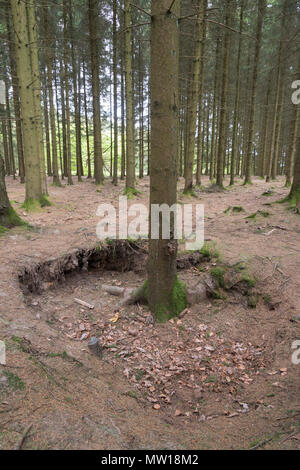 Bois Jacques foxholes in the Ardennes forest near Foy Belgium Stock Photo