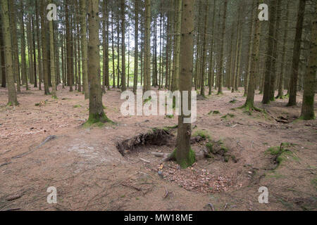 Bois Jacques foxholes in the Ardennes forest near Foy Belgium Stock Photo