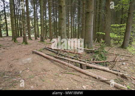 Bois Jacques foxholes in the Ardennes forest near Foy Belgium Stock Photo