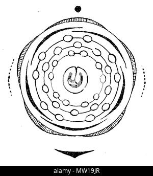 . Diagram of a flower of Prunus padus (Rosaceae) . scanned 11 June 2006. de:Benutzer:Griensteidl 504 Prunus padus flowerdiagram Stock Photo