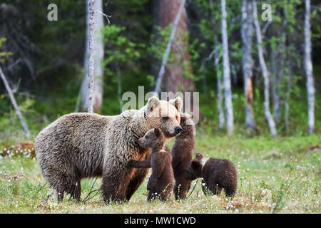 Mother bear protects her three little puppies in the finnish taiga Stock Photo
