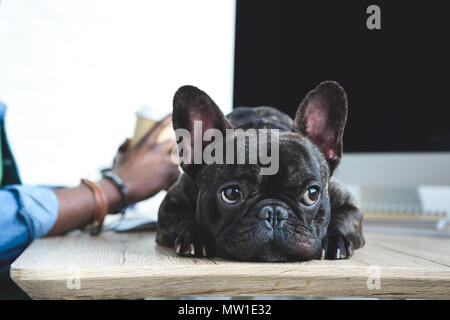 Bored dog waiting for African american man to finish work by computer Stock Photo