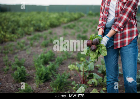 cropped shot of farmer in checkered shirt holding beetroots while working in field Stock Photo