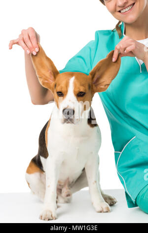 cropped shot of veterinarian holding beagle dogs big ears isolated on white Stock Photo