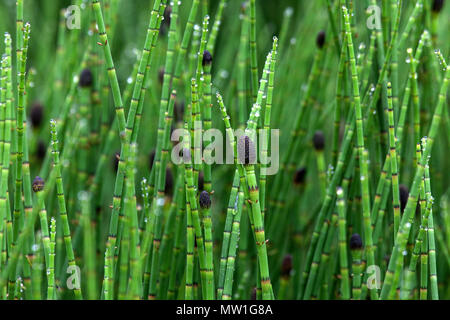 Coloured horsetail (Equisetum Variegatum) with drops of water, Iceland Stock Photo