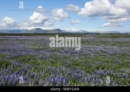 Wide landscape with Nootka lupins (Lupinus nootkatensis), at the back volcano Katla, cloudy sky, near Vik, South Iceland Stock Photo