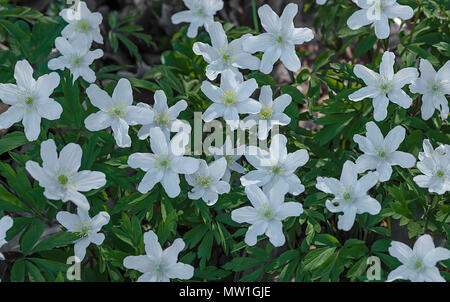 Flowering Wood anemones (Anemone nemorosa), Bavaria, Germany Stock Photo