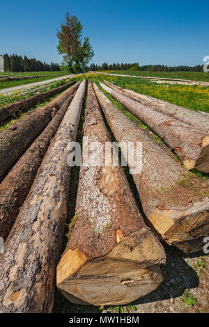 Felled spruces, tree trunks lie in spring meadow, Upper Bavaria, Bavaria, Germany Stock Photo