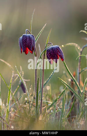 Purple Snake's head fritillaries (Fritillaria meleagris), with dew drops, Hesse, Germany