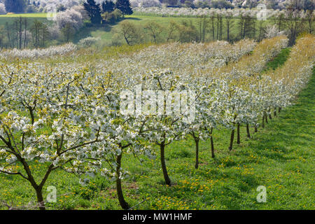 Cherry trees (Prunus) in bloom on a plantation, cherry blossom, Witzenhausen, Werra-Meißner-Kreis, Hesse, Germany Stock Photo