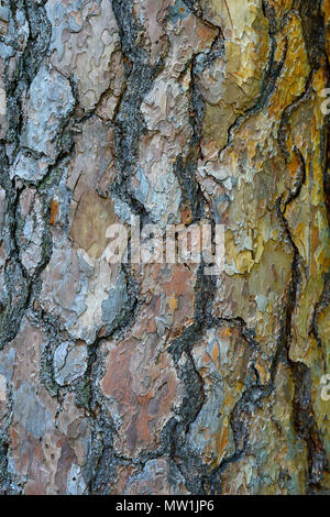 Tree trunk of a Scots pine (Pinus sylvestris), bark, Germany Stock Photo