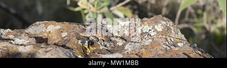 Lizards resting in the sun on a rock Stock Photo