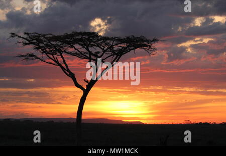 Shadows of trees in front of sunset on the African Savannah Stock Photo