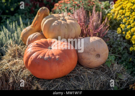 Several real organic pumpkins and autumn flowers. Warm sunny day. Harvest concept. Symbol of holidays, especially on Thanksgiving Day Stock Photo
