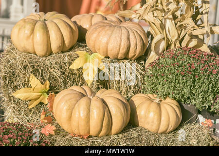 Several large organic pumpkins on dry straw, autumn leaves and flowers. Harvest background. Symbol of holidays, especially on Thanksgiving Day Stock Photo