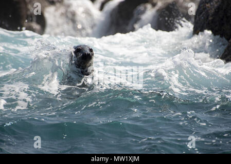 curious Common seal in the surf off The Isles of Scilly Stock Photo