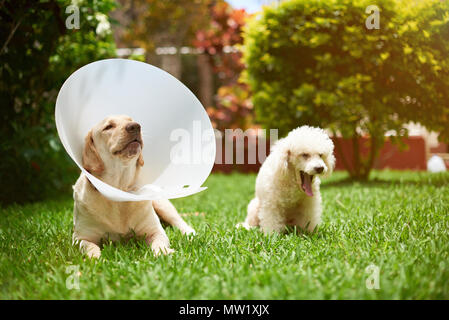 Two sick dogs on grass after vet checking Stock Photo