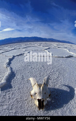 Death Valley National Park, salt flats in the Badwater Basin, goat skull with a wide angle lens, Death Vally, CA, USA Stock Photo